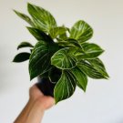 Philodendron White Variegated Plant Easy Plants For Garden Measure 8 Live Plant