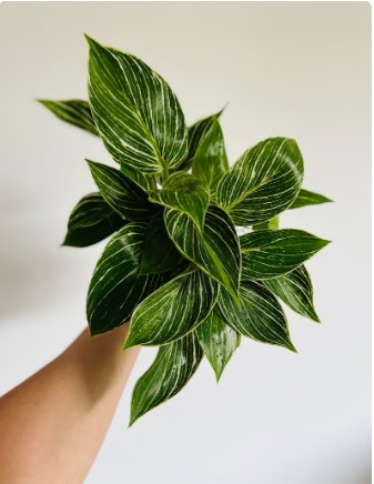 Plant Easy Plants For Garden Philodendron White Variegated Measure 16 Live Plant