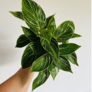 Plant Easy Plants For Garden Philodendron White Variegated Measure 16 Live Plant