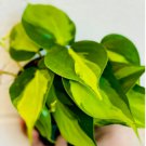 1 Live Plant Brasil Philodendron Variegated Tropical Houseplant For Garden