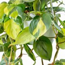 Philodendron Variegated 2 Live Plant Brasil Tropical Houseplant For Garden
