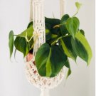 Brasil Tropical Houseplant Philodendron Variegated 4 Live Plant For Garden