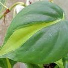 Philodendron Variegated 8 Live Plant For Garden Brasil Tropical Houseplant