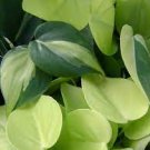 Philodendron Variegated 16 Live Plant For Garden Brasil Tropical Houseplant