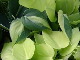 Philodendron Variegated 16 Live Plant For Garden Brasil Tropical Houseplant