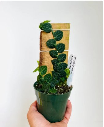 1Pcs Rhaphidophora Cryptantha Shingle Plant Rare Aroid Live Plant For Garden