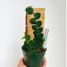 1Pcs Rhaphidophora Cryptantha Shingle Plant Rare Aroid Live Plant For Garden