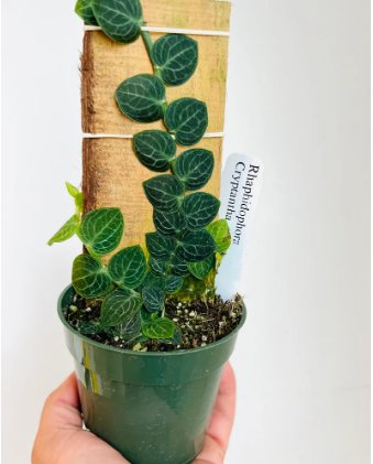 Cryptantha Shingle Plant  2 Pcs Rhaphidophora Rare Aroid Live Plant For Garden