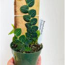 Cryptantha Shingle Plant  2 Pcs Rhaphidophora Rare Aroid Live Plant For Garden