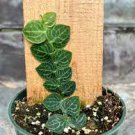 Rhaphidophora Rare Aroid Cryptantha Shingle Plant  4 Pcs Live Plant For Garden