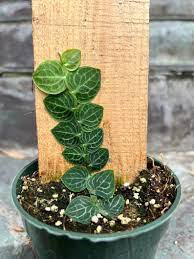 Rhaphidophora Rare Aroid Cryptantha Shingle Plant  4 Pcs Live Plant For Garden