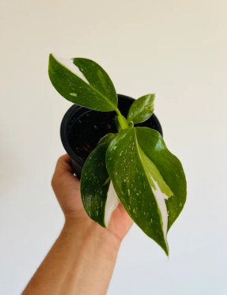 2 Pcs Live Plant Philodendron White Wizard Philodendron Erubescens For Garden