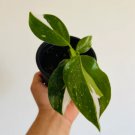 2 Pcs Live Plant Philodendron White Wizard Philodendron Erubescens For Garden
