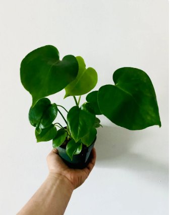 Monstera Deliciosa Split 2 Pcs Live Plant Leaf Plant For Garden