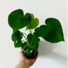 Monstera Deliciosa Split 2 Pcs Live Plant Leaf Plant For Garden