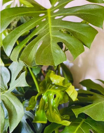 Monstera Deliciosa 8 Pcs Live Plant Split Leaf Plant For Garden
