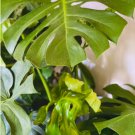 Monstera Deliciosa 8 Pcs Live Plant Split Leaf Plant For Garden