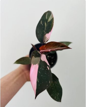 1 Pcs Live Plant Philodendron Pink Princess Large Growth Erubescens Rare Plant For Garden