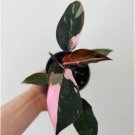 1 Pcs Live Plant Philodendron Pink Princess Large Growth Erubescens Rare Plant For Garden