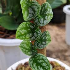Dubia Live Plant 16 Pcs Plant Tropical Monstera Rare Shingle For Garden