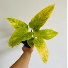 Live Plant 1 Pcs Philodendron Micans Velvet Leaf Plants Aroid Heart Shaped Philodendron For Garden
