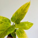 Micans Velvet Leaf Plants Live Plant 2 Pcs Philodendron Aroid Heart Shaped Philodendron For Garden