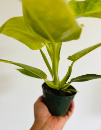 3 Pcs Micans Velvet Leaf Plants Live Plant Philodendron Aroid Heart Shaped Philodendron For Garden