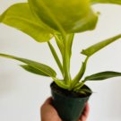 3 Pcs Micans Velvet Leaf Plants Live Plant Philodendron Aroid Heart Shaped Philodendron For Garden