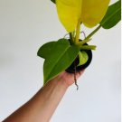 Philodendron 4 Pcs Golden Melinonii Live Plant Houseplant 4” Rare Aroid For Garden