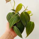 1 Pcs 6" micans Philodendron Micans Full Heads & Trailing Live Plant For Garden