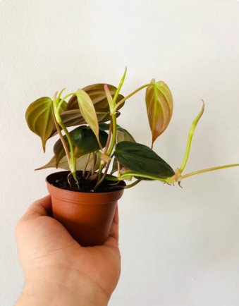 Philodendron Micans Full Heads & Trailing 2 Pcs 3" micans Live Plant For Garden