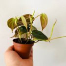 Philodendron Micans Full Heads & Trailing 2 Pcs 3" micans Live Plant For Garden