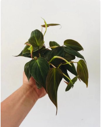 Micans Full Heads & Trailing 4 Pcs Philodendron 3" micans Live Plant For Garden