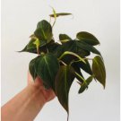 Micans Full Heads & Trailing 4 Pcs Philodendron 3" micans Live Plant For Garden