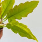 Neon Ring of Fire 4 Pcs Golden Crocodile Philodendron Rare Aroid Live Plant For Garden
