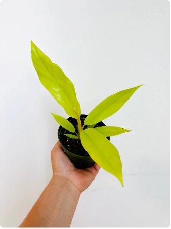 Crocodile Philodendron Rare Aroid Live Plant Neon Ring of Fire 8 Pcs Golden For Garden