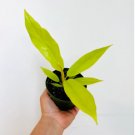 Crocodile Philodendron Rare Aroid Live Plant Neon Ring of Fire 8 Pcs Golden For Garden