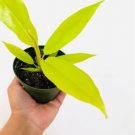 Live Plant Neon Ring of Fire 16 Pcs Crocodile Philodendron Rare Aroid Golden For Garden