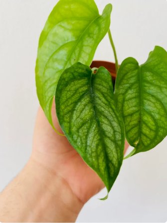 Monstera Rare 8 Live Plant Siltepecana Silver Monstera 3" pot Tropical Houseplant For Garden