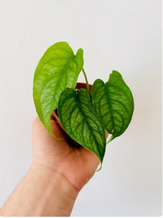 16 Live Plant Monstera Rare Siltepecana Silver Monstera 3" pot Tropical Houseplant For Garden