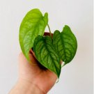 16 Live Plant Monstera Rare Siltepecana Silver Monstera 3" pot Tropical Houseplant For Garden