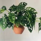 1 Live Plant Swiss Cheese Plant Monstera Adansonii  For Garden