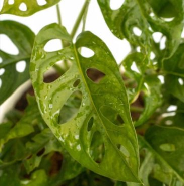 Swiss Cheese Plant 2 Live Plant Monstera Adansonii  For Garden