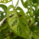 Swiss Cheese Plant 2 Live Plant Monstera Adansonii  For Garden