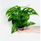 Cheese Plant Swiss Monstera Adansonii  8 Live Plant For Garden