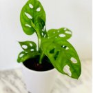 Adansonii 16 Live Plant Cheese Plant Swiss Monstera For Garden