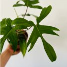 1 Live Plant Philodendron Florida Ghost Rare Aroid Very Full Live Houseplant in 6” Pot For Garden