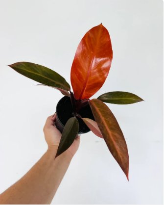 1 Live Plant Philodendron Cathaline New Variety Large Growth Philodendron Erubescens For Garden