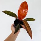 1 Live Plant Philodendron Cathaline New Variety Large Growth Philodendron Erubescens For Garden