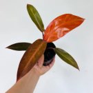 Cathaline New Variety Large Growth 2 Live Plant Philodendron Philodendron Erubescens For Garden
